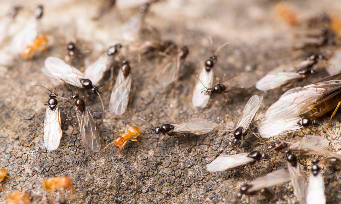 Fourmis ailées